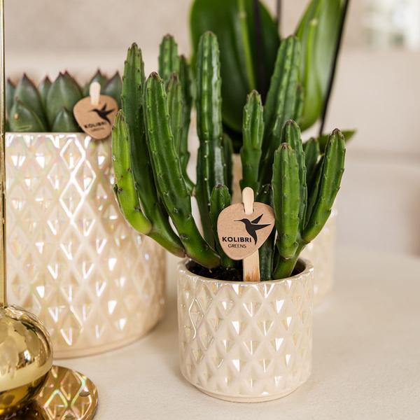 Kolibri Home | Diamond Pearl Dekotopf - Travertine - Ø6cm