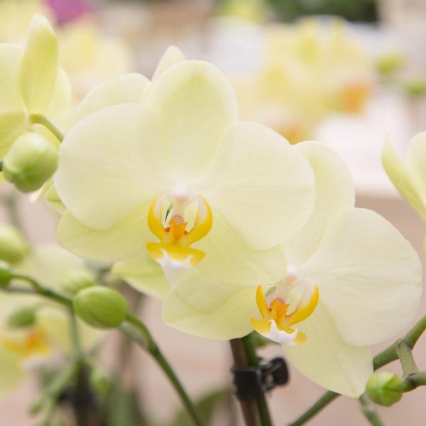Kolibri Orchids | gelbe Phalaenopsis-Orchidee Topfgröße Ø9cm|blühende Zimmerpflanze - frisch vom Züchter