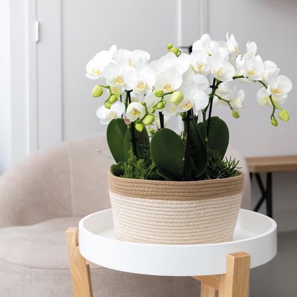 Kolibri Orchids | rosa Pflanzenset im Baumwollkorb inkl. Wassertank | drei rosa Orchideen Andorra 9cm und drei Grünpflanzen | Dschungelstrauß rosa mit autarkem Wassertank