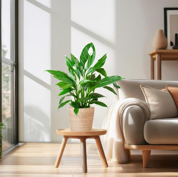Spathiphyllum mit Korb Sofia natur - 80cm - Ø21 (Kopie)