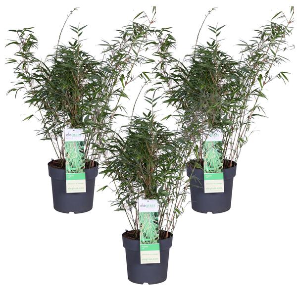 3x - Fargesia rufa - ↨80cm - Ø23