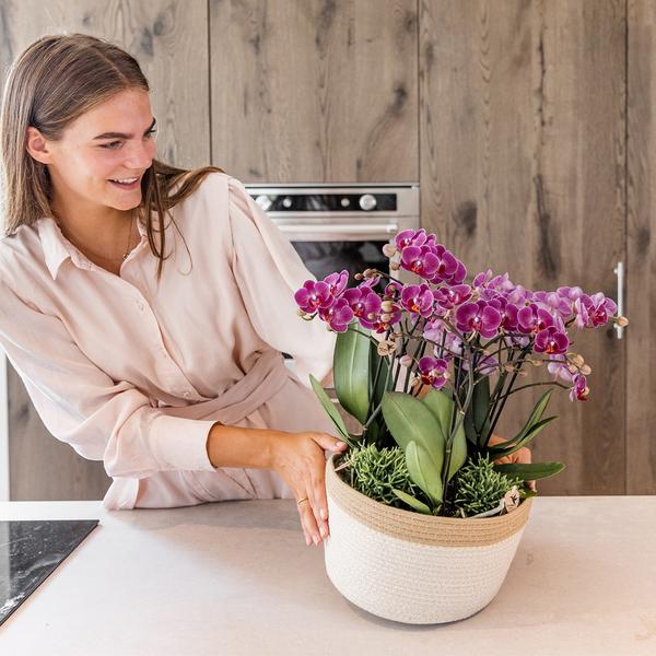 Kolibri Orchids | lila Pflanzenset im Baumwollkorb inkl. Wassertank | drei lila Orchideen Morelia 9cm und drei Grünpflanzen | Dschungelstrauß lila mit autarkem Wassertank