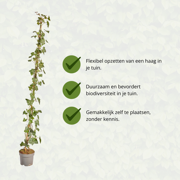 Hedera Hibernica - Efeu - gestäbt - ↨125 - 150 cm
