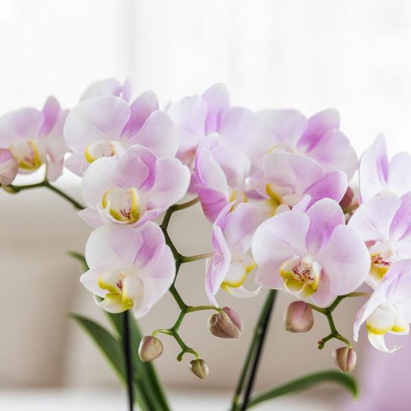 Kolibri Company | Pflanzenset Valentinstag 'Candy' | Rosa Phalaenopsis Orchidee Portugal und Sukkulente inkl. Keramik-Dekotöpfen