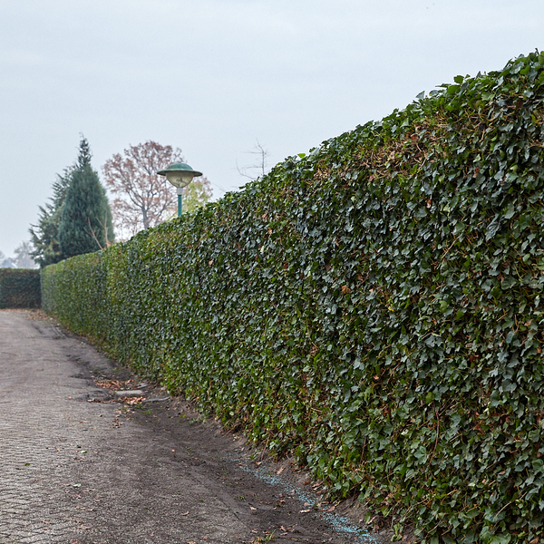 Hedera Hibernica - Efeu - Fertighecke - ↨180 cm
