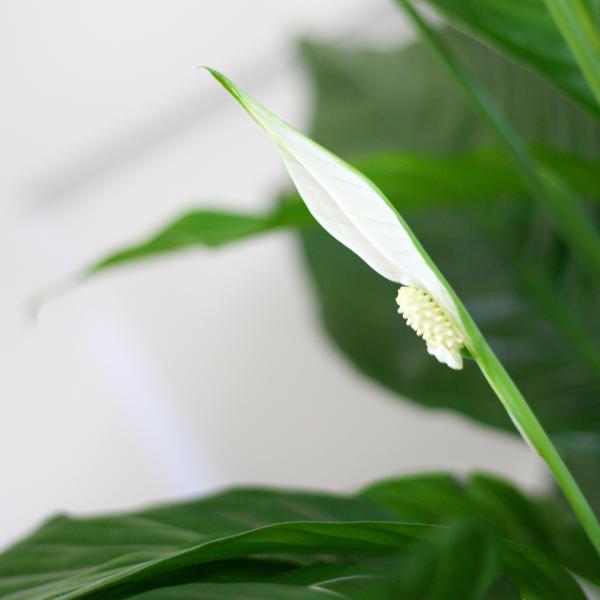 Spathiphyllum mit Korb Sofia natur - 80cm - Ø21 (Kopie)