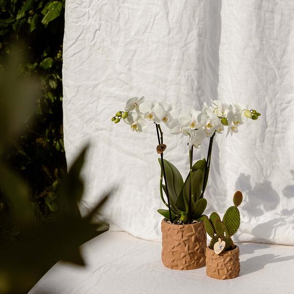 Kolibri Home | Star Fish Dekotopf - Sand - Ø9cm