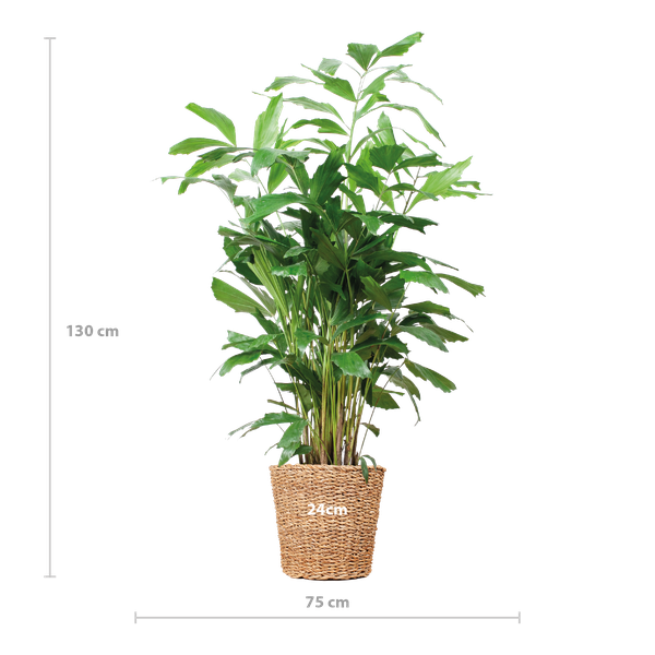 Caryota Mitis XL mit Korb Torun - 130cm - Ø24