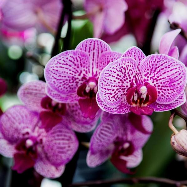 Culvita - Orchideenerde 5 Liter - Blumenerde für Orchideen