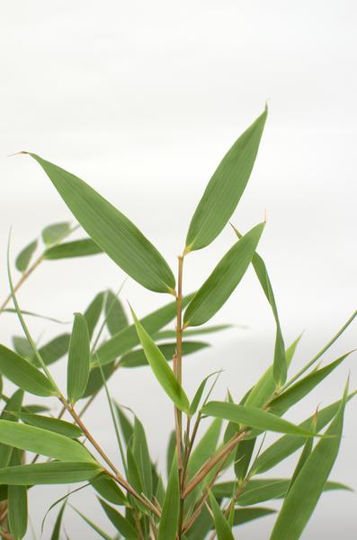 Fargesia rufa - Ø29cm - ↕80cm - Ø19 - ↨60cm