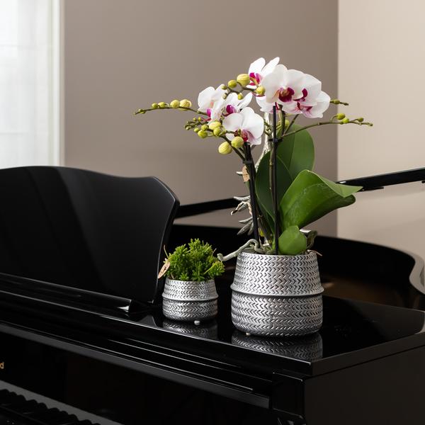 Kolibri Home | Groove Blumentopf - Goldener Keramik-Topf - Ø12cm