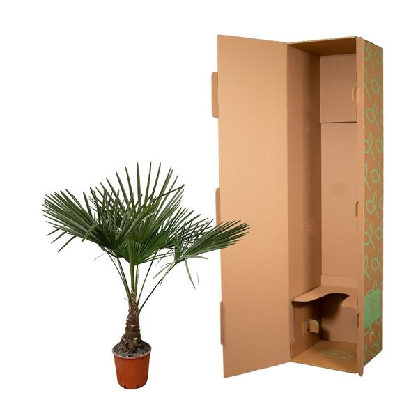 Trachycarpus - 120cm- Ø21