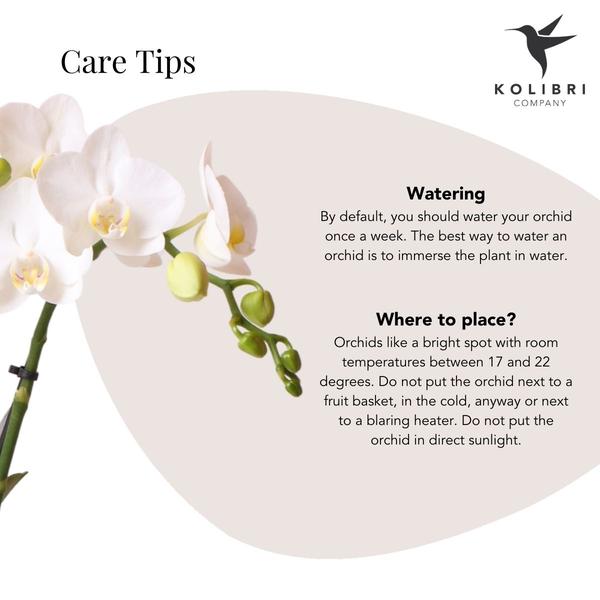 Kolibri Orchids | weiße Phalaenopsis-Orchidee - Amabilis - Topfgröße Ø9cm | blühende Zimmerpflanze - frisch vom Züchter