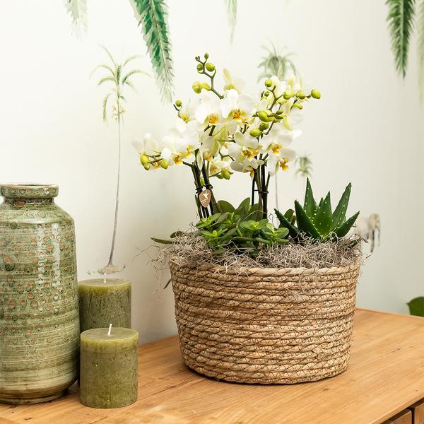 Kolibri Orchids | weißes Pflanzenset im Schilfkorb inkl. Wassertank | drei weiße Orchideen Amabilis 9cm und drei Grünpflanzen | Dschungelstrauß weiß mit autarkem Wassertank