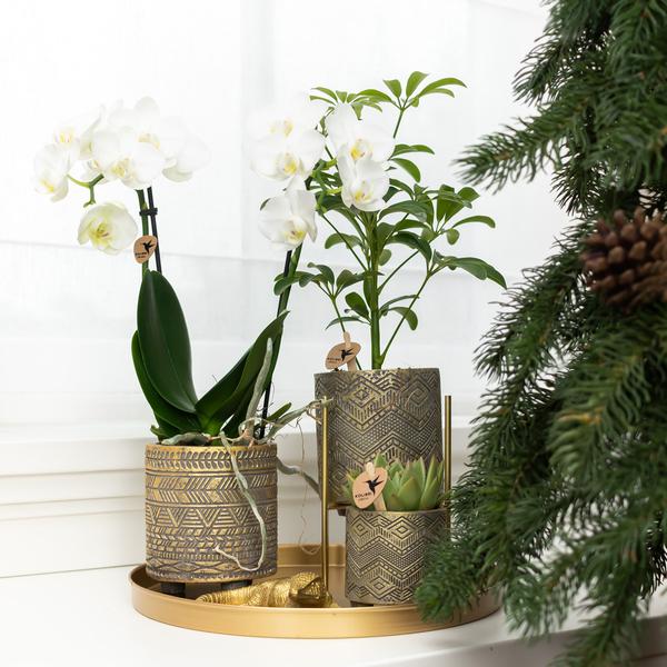 Kolibri Home | Pflanzenständer - Goldener Metall-Pflanzenständer Ø12cm