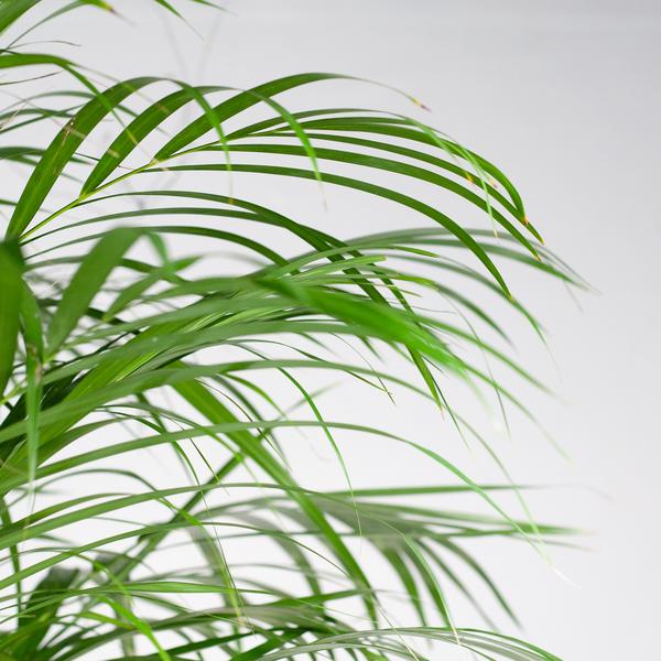Areca-Palme (Dypsis) XL mit Korb Torun – 120 cm – Ø24