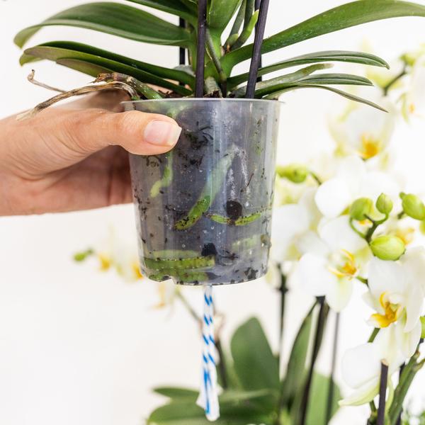 Kolibri Orchids | weißes Pflanzenset im Schilfkorb inkl. Wassertank | drei weiße Orchideen Amabilis 9cm und drei Grünpflanzen | Dschungelstrauß weiß mit autarkem Wassertank