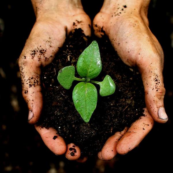 Culvita Universal Blumenerde inkl. 2 Monate Pflanzennahrung - Universal Blumenerde für Pflanzen im Innen- und Außenbereich - 40 liter