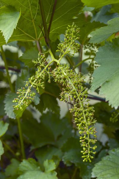 Vitis vinifera 'Boskoop Glory' - Ø13cm - ↕45cm