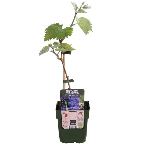Vitis vinifera 'Boskoop Glory' - Ø13cm - ↕45cm