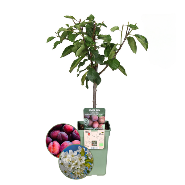 Bio-Pflaumenbaum Prunus Domestica - 1 x Ø 20 cm - ↨ 60 cm