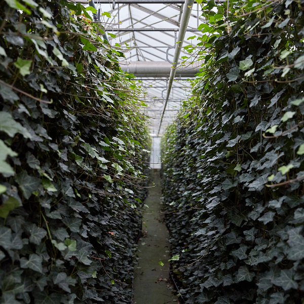 Hedera Hibernica - Efeu - gestäbt - ↨150 - 175 cm