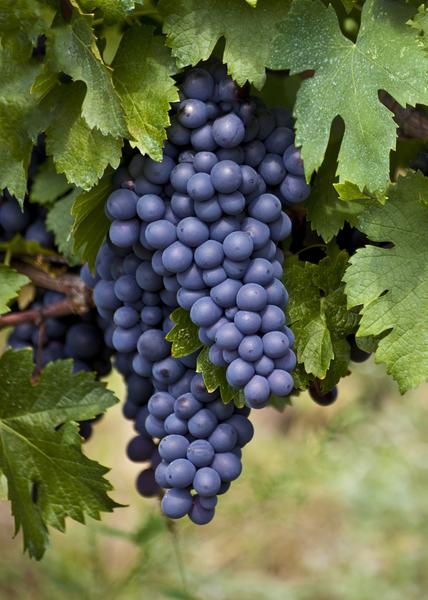 Vitis vinifera 'Boskoop Glory' - Ø13cm - ↕45cm