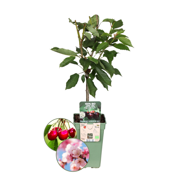 Bio-Kirschbaum - Prunus Avium - 1 x Ø 20 cm - ↨ 60 cm