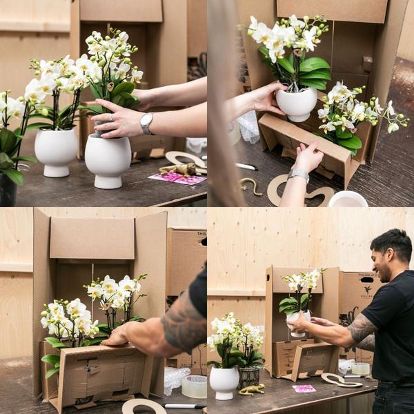 Kolibri Orchids | lila Pflanzenset im Baumwollkorb inkl. Wassertank | drei lila Orchideen Morelia 9cm und drei Grünpflanzen | Dschungelstrauß lila mit autarkem Wassertank