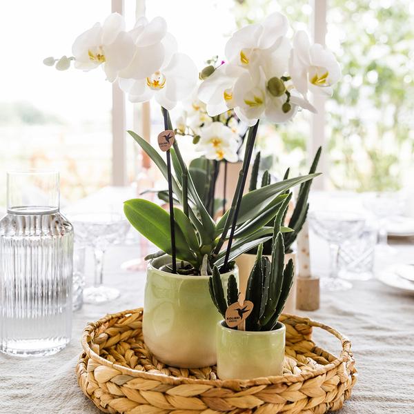 Kolibri Home | Gradience Übertopf - Green - Ø9cm