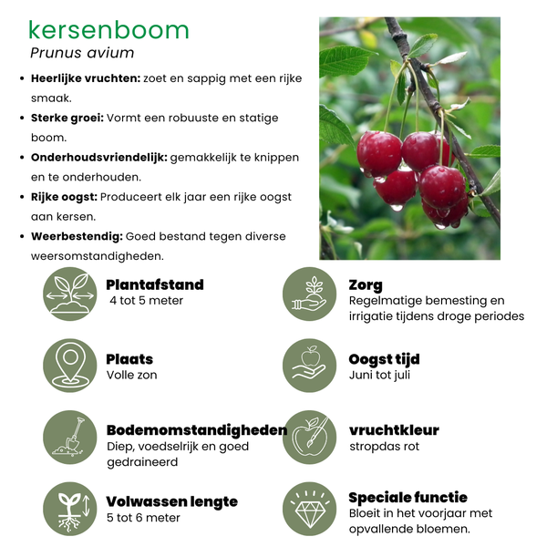 Bio-Kirschbaum - Prunus Avium - 1 x Ø 20 cm - ↨ 60 cm
