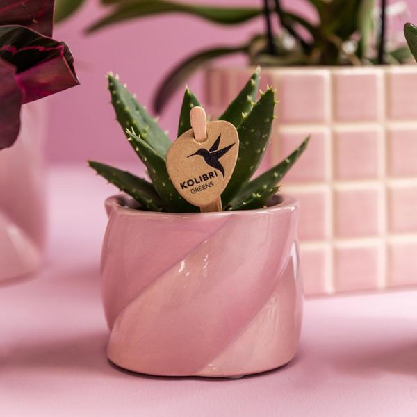 Kolibri Company | Pflanzenset Valentinstag 'Candy' | Rosa Phalaenopsis Orchidee Portugal und Sukkulente inkl. Keramik-Dekotöpfen