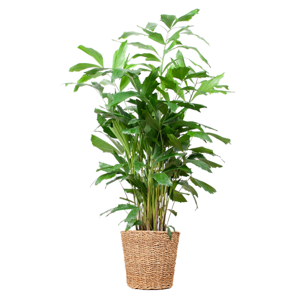 Caryota Mitis XL mit Korb Torun - 130cm - Ø24