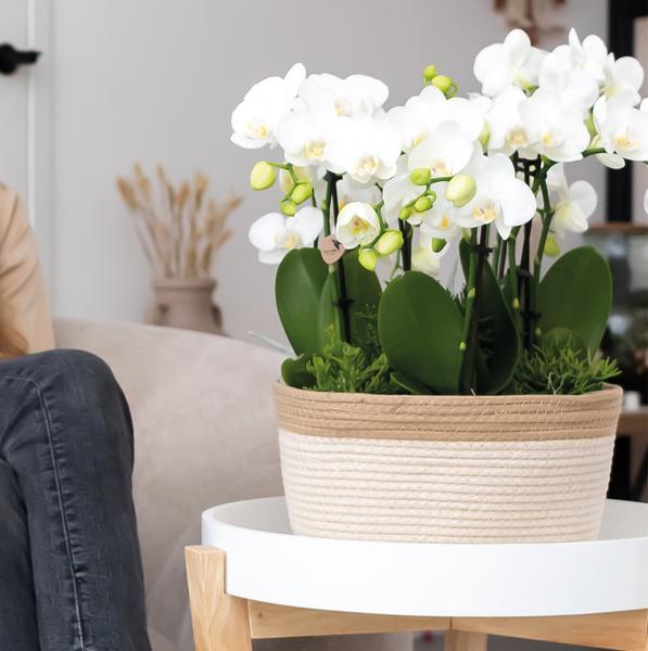 Kolibri Home | Schilfkorbschale weiß - Dekorativer Weidentopf mit weißen Details - Topfgröße Ø30cm
