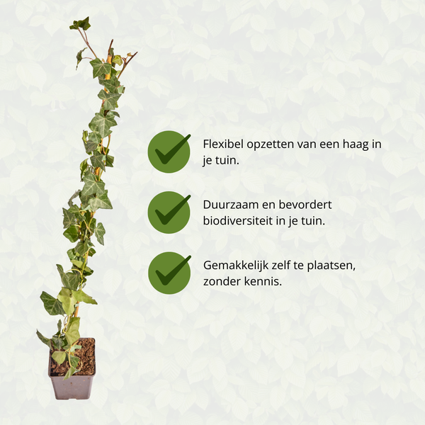 Hedera Hibernica - Efeu - gestäbt - ↨80 - 100 cm