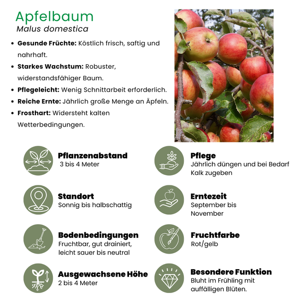 Bio-Apfelbaum Malus - 1 x Ø 20 cm - ↨ 60 cm