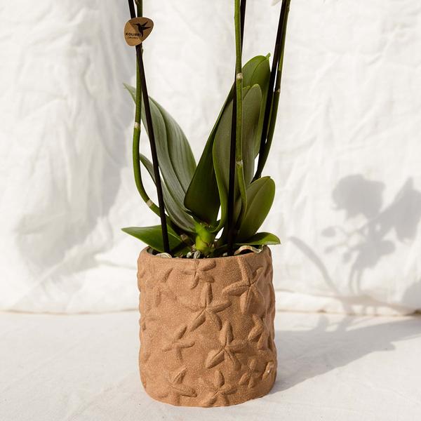 Kolibri Home | Star Fish Dekotopf - Sand - Ø9cm