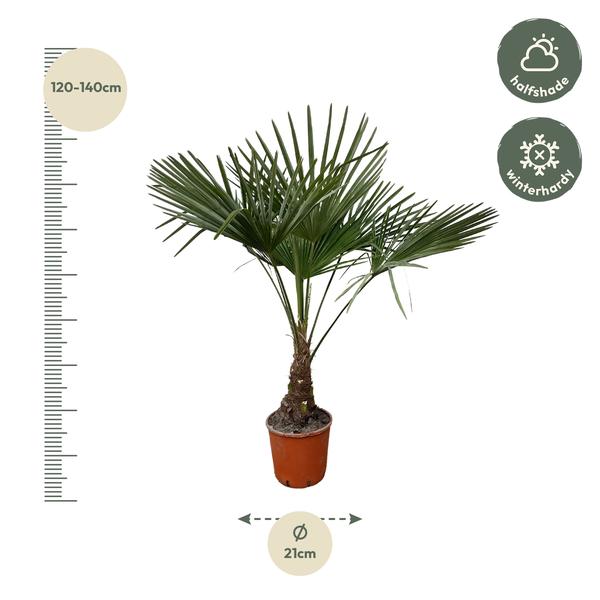 Trachycarpus - 120cm- Ø21