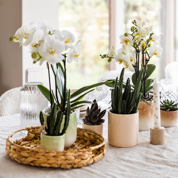 Kolibri Home | Gradience Übertopf - Green - Ø9cm