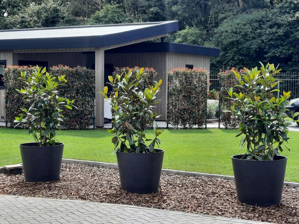 Photinia fraseri 'Carré Rouge' - Fertighecke - 120 x 180 cm