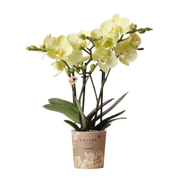 Kolibri Orchids | gelbe Phalaenopsis-Orchidee Topfgröße Ø9cm|blühende Zimmerpflanze - frisch vom Züchter