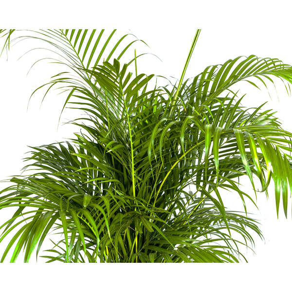 Dypsis Areca lutescens Ø27cm - ↕150 - 170m (Kopie)