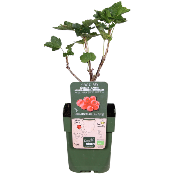 Ribes rubrum 'Jonkheer van Tets' - Ø13cm - ↕45cm