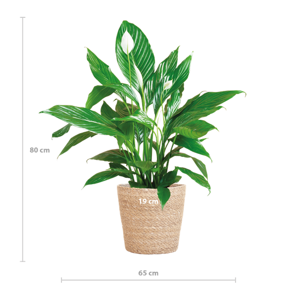 Spathiphyllum mit Korb Sofia natur - 80cm - Ø21 (Kopie)