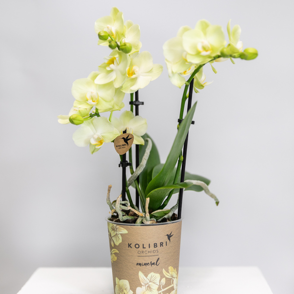 Kolibri Orchids | gelbe Phalaenopsis-Orchidee Topfgröße Ø9cm|blühende Zimmerpflanze - frisch vom Züchter