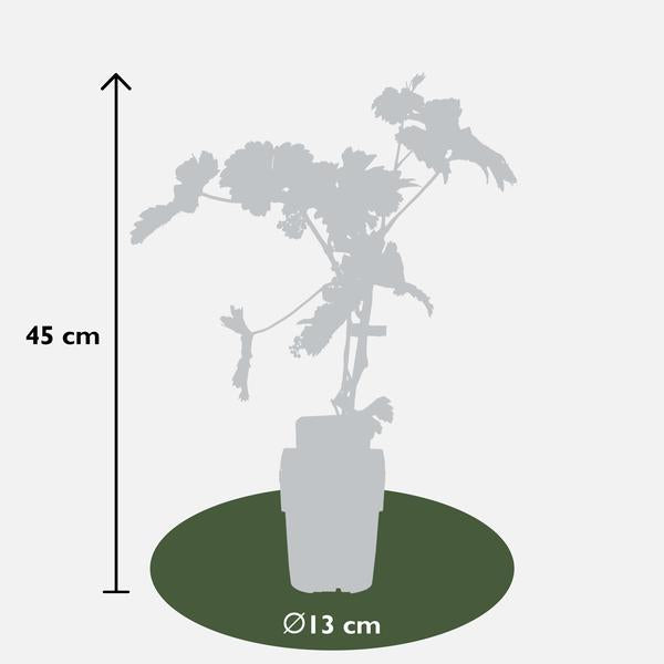 Vitis vinifera 'Johanniter' - Ø13cm - ↕45cm