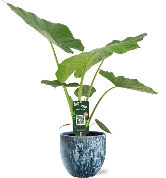 Alocasia Macrorrhiza - Ø19cm - ↕70cm + Sem Pot D20x18cm - Blau