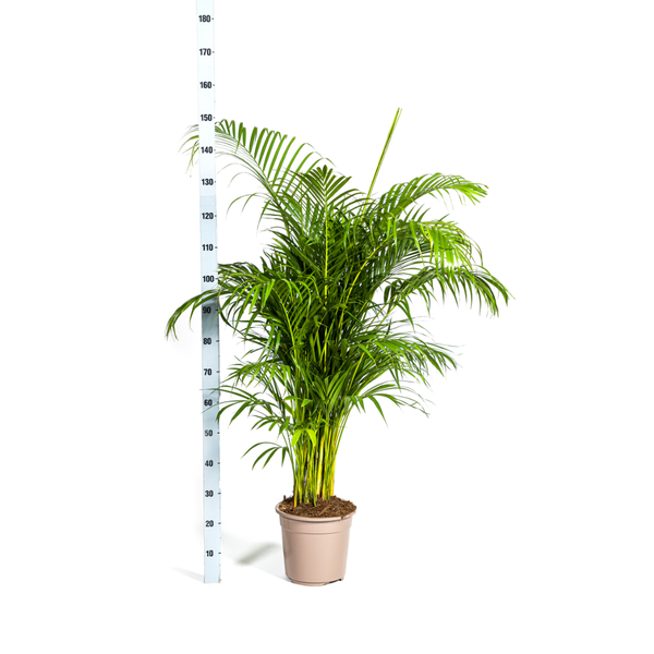 Dypsis Areca lutescens Ø27cm - ↕150 - 170m (Kopie)
