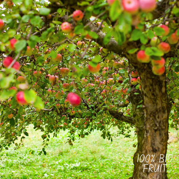 Bio-Apfelbaum Malus - 1 x Ø 20 cm - ↨ 60 cm