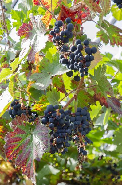 Vitis vinifera 'Boskoop Glory' - Ø13cm - ↕45cm
